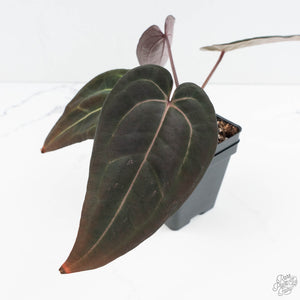 Anthurium Red Velvet Cake '24' x Red Velvet Cake '24' by DocBlock® (wk19-V)