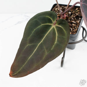 Anthurium Red Velvet Cake '24' x Red Velvet Cake '24' by DocBlock® (wk19-V)