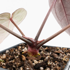 Anthurium Red Velvet Cake '24' x Red Velvet Cake '24' by DocBlock® (wk19-V)