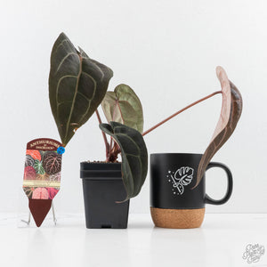 Anthurium Red Velvet Cake '24' x Red Velvet Cake '24' by DocBlock® (wk23-G)