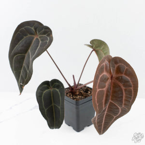 Anthurium Red Velvet Cake '24' x Red Velvet Cake '24' by DocBlock® (wk23-G)