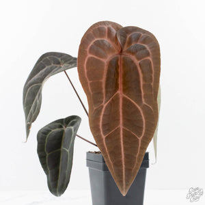 Anthurium Red Velvet Cake '24' x Red Velvet Cake '24' by DocBlock® (wk23-G)