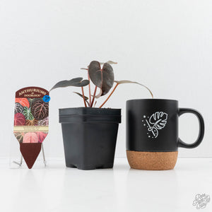 Anthurium Red Velvet Cake '24' x Red Velvet Cake '24' by DocBlock® (wk23-F)