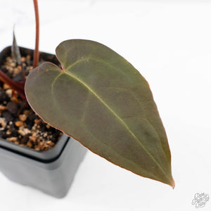 Anthurium Red Velvet Cake '24' x Red Velvet Cake '24' by DocBlock® (wk23-F)