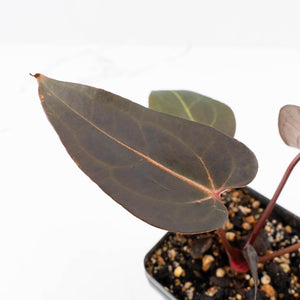 Anthurium Red Velvet Cake '24' x Red Velvet Cake '24' by DocBlock® (wk23-F)