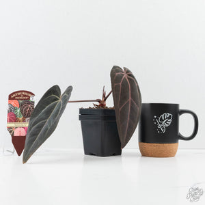 Anthurium Red Velvet Cake '24' x Red Velvet Cake '24' by DocBlock® (wk24-C) *Extra Dark*