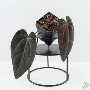 Anthurium Red Velvet Cake '24' x Red Velvet Cake '24' by DocBlock® (wk24-C) *Extra Dark*