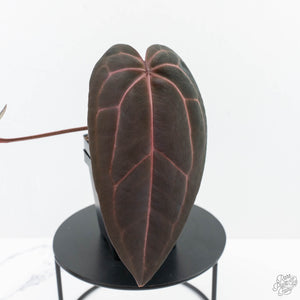 Anthurium Red Velvet Cake '24' x Red Velvet Cake '24' by DocBlock® (wk24-C) *Extra Dark*