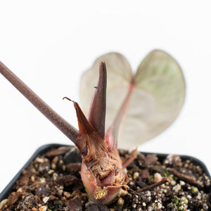 Anthurium Red Velvet Cake '24' x Red Velvet Cake '24' by DocBlock® (wk24-C) *Extra Dark*