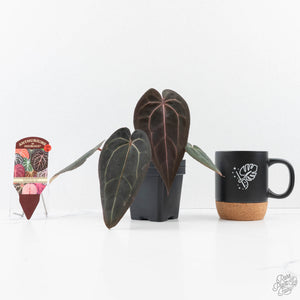 Anthurium Red Velvet Cake '24' x Red Velvet Cake '24' by DocBlock® (wk25-G) *Extra Dark*