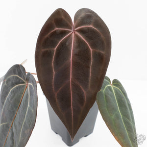 Anthurium Red Velvet Cake '24' x Red Velvet Cake '24' by DocBlock® (wk25-G) *Extra Dark*