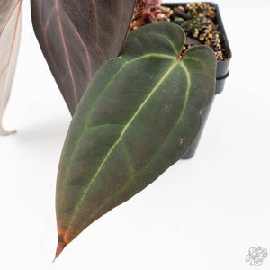 Anthurium Red Velvet Cake '24' x Red Velvet Cake '24' by DocBlock® (wk25-G) *Extra Dark*