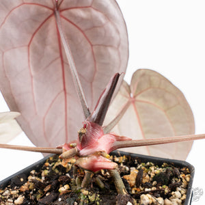 Anthurium Red Velvet Cake '24' x Red Velvet Cake '24' by DocBlock® (wk25-G) *Extra Dark*