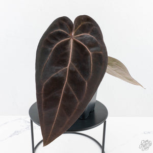 Anthurium Red Velvet Cake '24' x Red Velvet Cake '24' by DocBlock® (wk26-B)