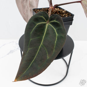 Anthurium Red Velvet Cake '24' x Red Velvet Cake '24' by DocBlock® (wk26-B)