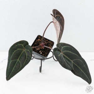 Anthurium Red Velvet Cake '24' x Red Velvet Cake '24' by DocBlock® (wk27-C)