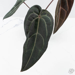 Anthurium Red Velvet Cake '24' x Red Velvet Cake '24' by DocBlock® (wk27-C)