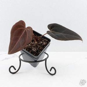 Anthurium Red Velvet Cake '24' x Red Velvet Cake '24' by DocBlock® (wk27-D)