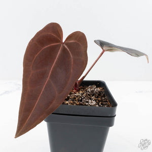 Anthurium Red Velvet Cake '24' x Red Velvet Cake '24' by DocBlock® (wk27-D)