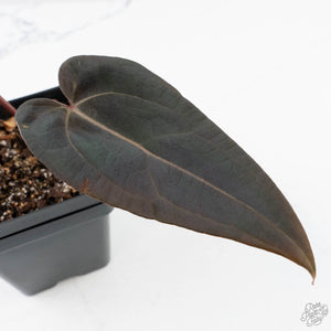 Anthurium Red Velvet Cake '24' x Red Velvet Cake '24' by DocBlock® (wk27-D)