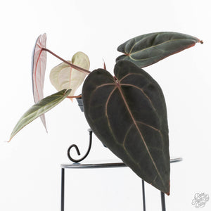 Anthurium Red Velvet Cake '24' x Red Velvet Cake '24' by DocBlock® (wk28-B)