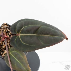 Anthurium Red Velvet Cake '24' x Red Velvet Cake '24' by DocBlock® (wk28-B)