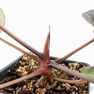 Anthurium Red Velvet Cake '24' x Red Velvet Cake '24' by DocBlock® (wk28-B)