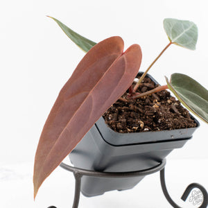 Anthurium Red Velvet Cake '24' x Red Velvet Cake '24' by DocBlock® (wk29-J)