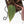 Anthurium Red Velvet Cake '24' x Red Velvet Cake '24' by DocBlock® (wk29-J)