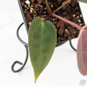 Anthurium Red Velvet Cake '24' x Red Velvet Cake '24' by DocBlock® (wk29-J)