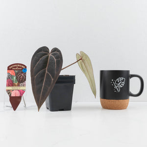 Anthurium Red Velvet Cake '24' x Red Velvet Cake '24' by DocBlock® (wk30-L)