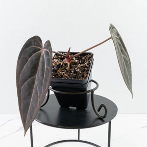 Anthurium Red Velvet Cake '24' x Red Velvet Cake '24' by DocBlock® (wk30-L)