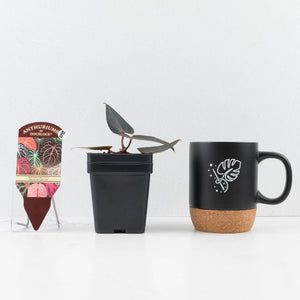 Anthurium Red Velvet Cake '24' x Red Velvet Cake '24' by DocBlock® (wk31-D)