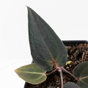 Anthurium Red Velvet Cake '24' x Red Velvet Cake '24' by DocBlock® (wk31-D)