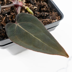 Anthurium Red Velvet Cake '24' x Red Velvet Cake '24' by DocBlock® (wk31-D)