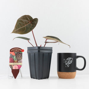 Anthurium Red Velvet Cake '24' x Red Velvet Cake '24' by DocBlock® (wk32-O)