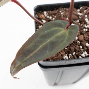 Anthurium Red Velvet Cake '24' x Red Velvet Cake '24' by DocBlock® (wk32-O)