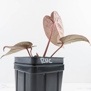 Anthurium Red Velvet Cake '24' x Red Velvet Cake '24' by DocBlock® (wk32-O)