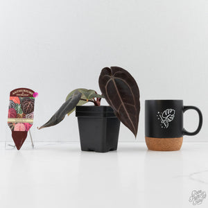 Anthurium Red Velvet Cake '24' x Red Velvet Cake '24' by DocBlock (wk43-L245)