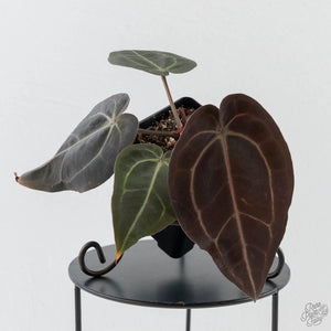 Anthurium Red Velvet Cake '24' x Red Velvet Cake '24' by DocBlock (wk43-L245)
