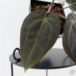 Anthurium Red Velvet Cake '24' x Red Velvet Cake '24' by DocBlock (wk43-L245)
