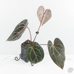 Anthurium Red Velvet Cake '24' x Zara '29' by DocBlock® (wk19-L)