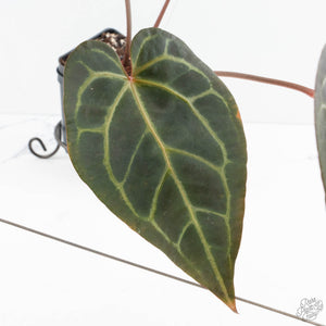Anthurium Red Velvet Cake '24' x Zara '29' by DocBlock® (wk19-L)