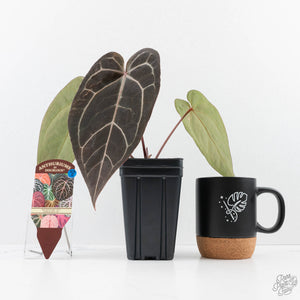 Anthurium Red Velvet Cake '24' x Zara '29' by DocBlock® (wk23-E)