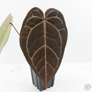 Anthurium Red Velvet Cake '24' x Zara '29' by DocBlock® (wk23-E)