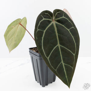Anthurium Red Velvet Cake '24' x Zara '29' by DocBlock® (wk23-E)