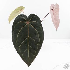 Anthurium Red Velvet Cake '24' x Zara '29' by DocBlock® (wk24-D)