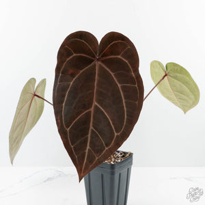 Anthurium Red Velvet Cake '24' x Zara '29' by DocBlock® (wk24-D)