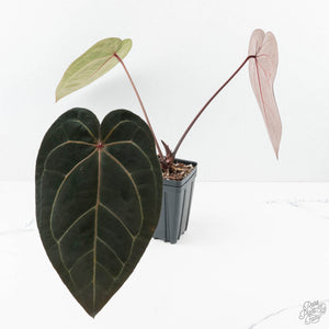 Anthurium Red Velvet Cake '24' x Zara '29' by DocBlock® (wk24-D)