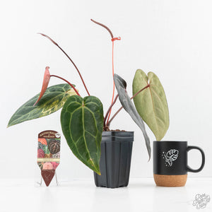 Variegated Anthurium Red Velvet Cake '24' x Zara '29' by DocBlock® (wk24-UI)